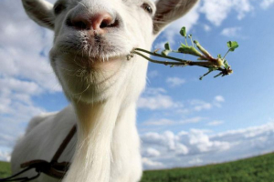 Ve volsku, muž ukradl kozu od kolonie, a pak ji jedl Ve volsku, muž ukradl kozu od kolonie, a pak ji jedl